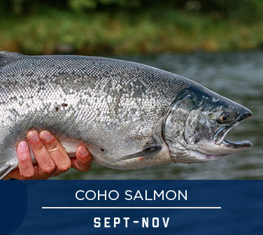 COHO SALMON